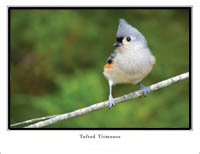 iPhotoBirds Note Card Set