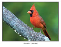 iPhotoBirds Note Card Set