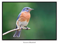 iPhotoBirds Note Card Set