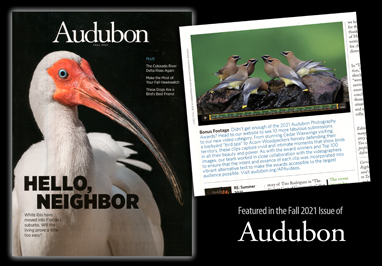 Audubon Magazine